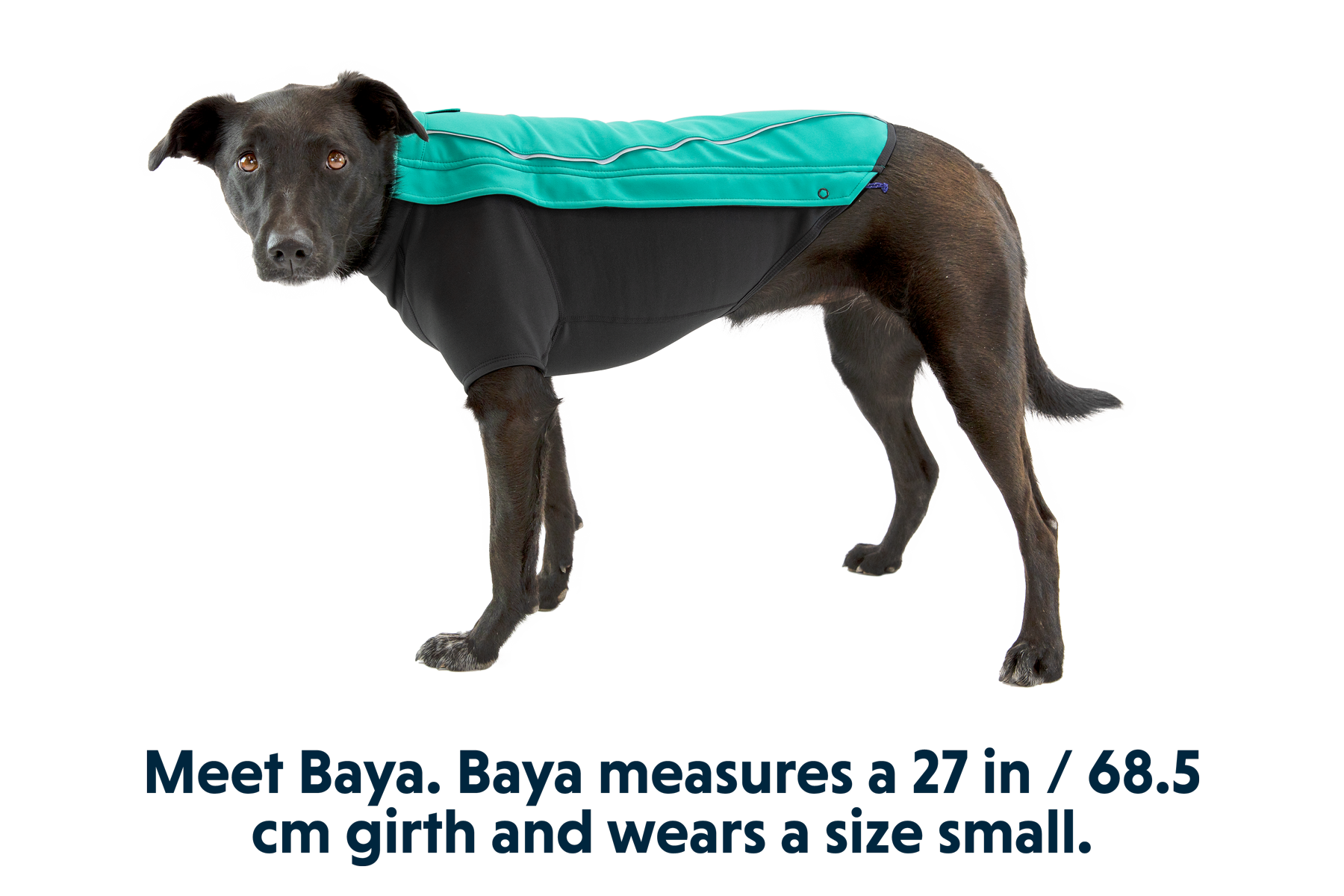 Cloud Chaser Dog Jacket - Image 3