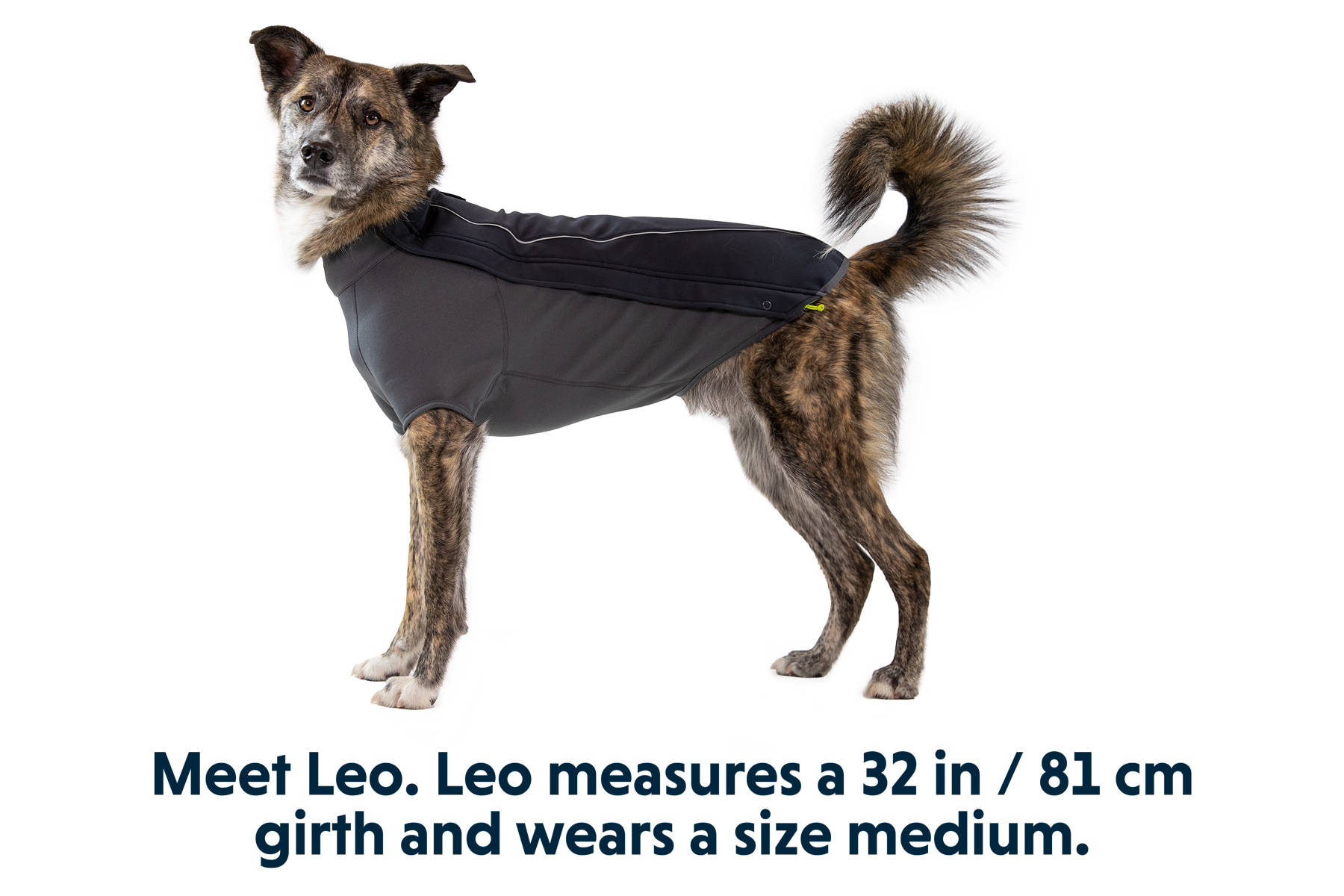 Cloud Chaser Dog Jacket - Image 10